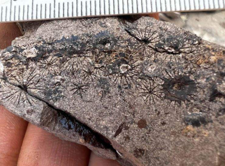 Image from: Scientists Uncover A “Petrified Aquarium” Containing Nearly 500 Fossilized Fish That Survived The Asteroid That Wiped Out The Dinosaurs
