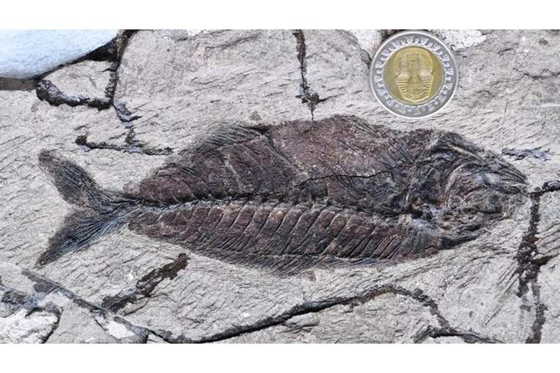 Image from: Scientists Uncover A “Petrified Aquarium” Containing Nearly 500 Fossilized Fish That Survived The Asteroid That Wiped Out The Dinosaurs