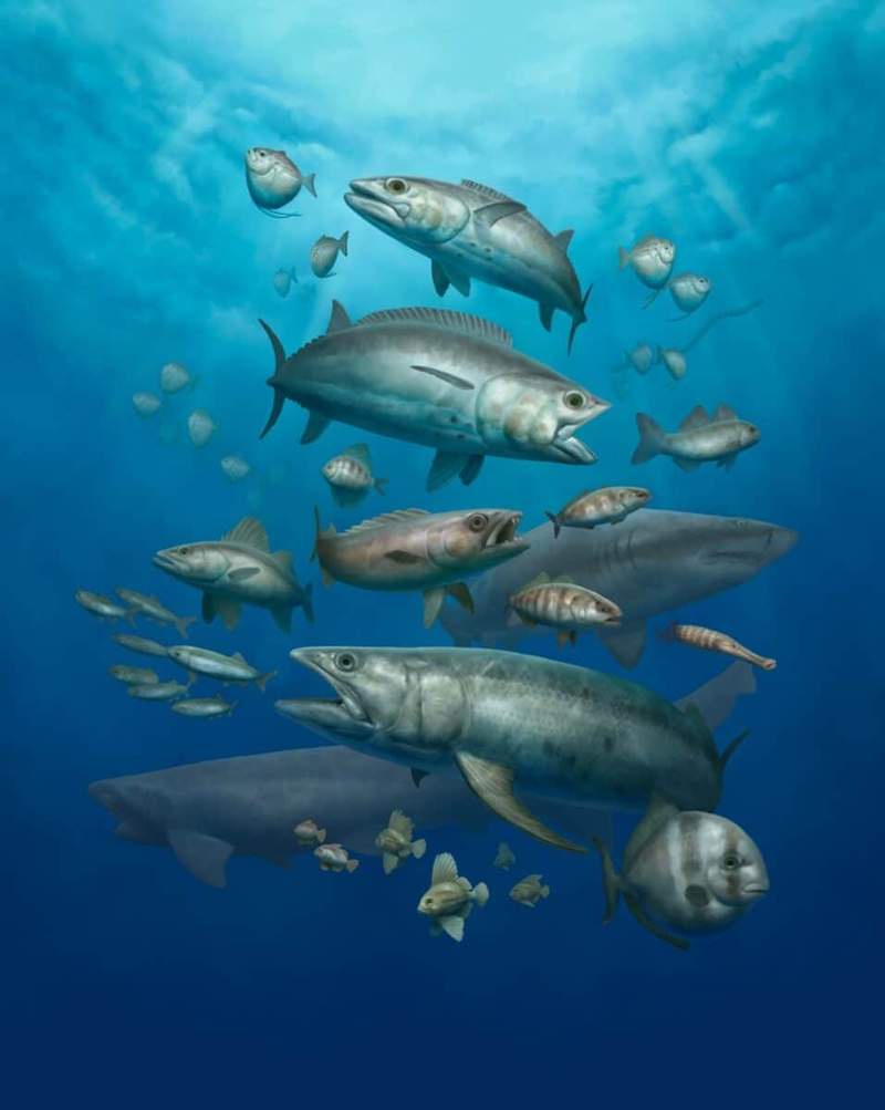 Image from: Scientists Uncover A “Petrified Aquarium” Containing Nearly 500 Fossilized Fish That Survived The Asteroid That Wiped Out The Dinosaurs