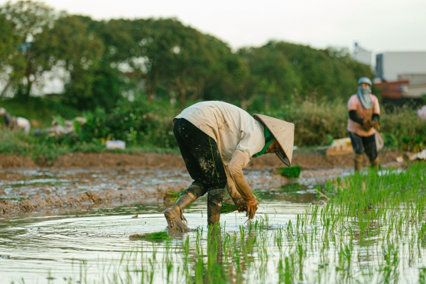 penanaman sawah padi