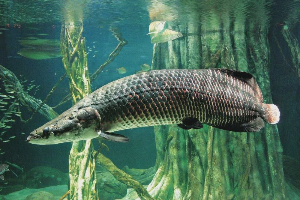 exhibitions flooded forest arapaima