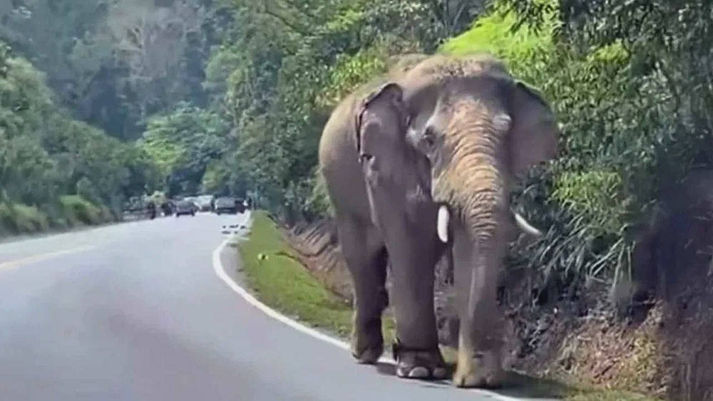 TB Gajah Sinar