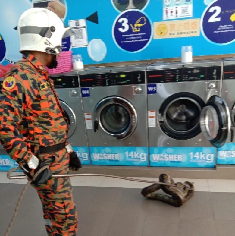 Image from: El Nino tingkat risiko ular masuk kawasan perumahan