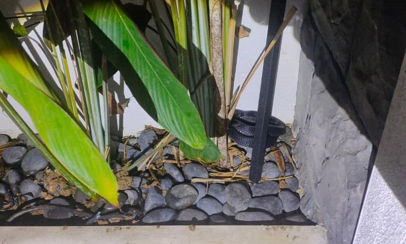 Image from: El Nino tingkat risiko ular masuk kawasan perumahan