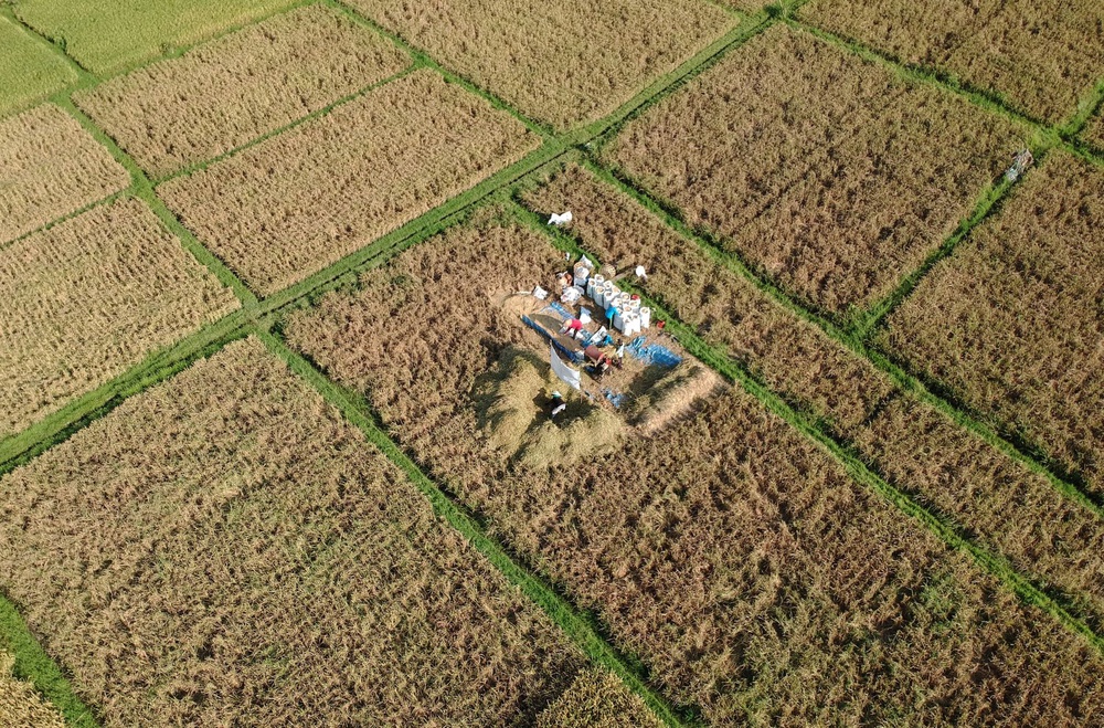 Image from: Decades of farm gains, inventories strengthen food system against 'super' El Nino