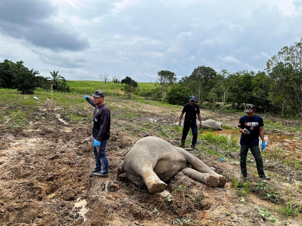 Image from: Wildlife populations have plunged 73 pct since 1970, warns WWF