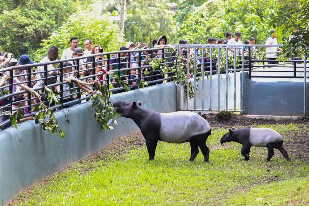 Image from: Selangor strengthens wildlife corridors to protect Malayan tapirs