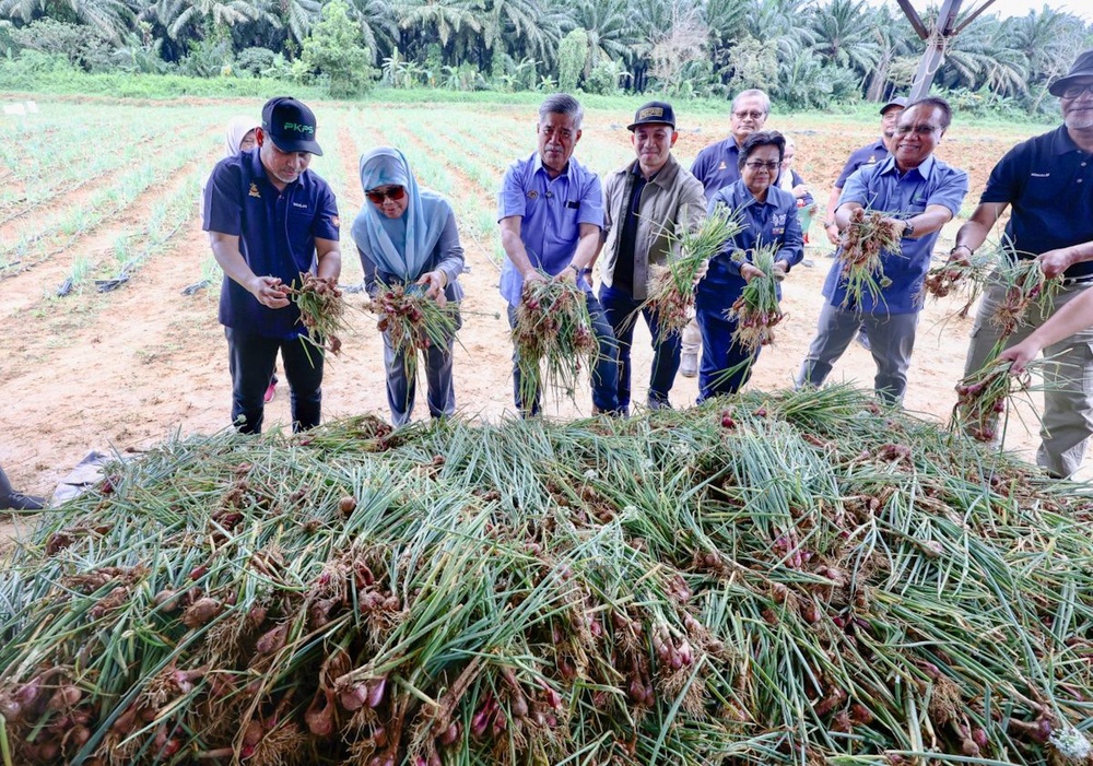 Image from: Malaysia hasilkan 135 tan metrik bawang merah, Selangor terajui penanaman
