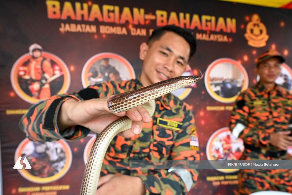 Image from: El Nino tingkat risiko ular masuk kawasan perumahan