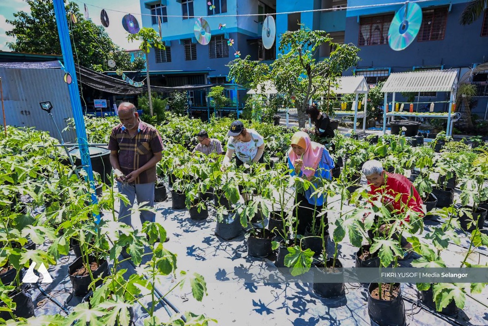 Image from: 鱼儿组屋居民打造绿意社区菜园  阿巴斯赞城市农业典范