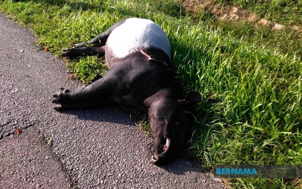 Image from: Selangor strengthens wildlife corridors to protect Malayan tapirs