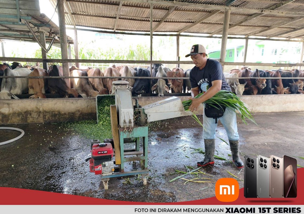 Image from: Pengorbanan penternak lembu