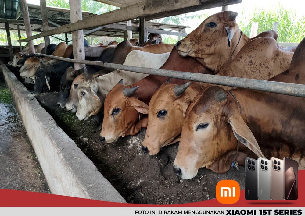 Image from: Pengorbanan penternak lembu