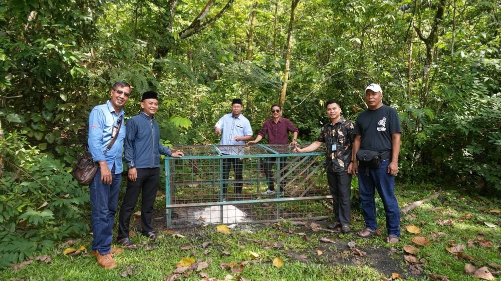 Image from: Babi hutan resahkan penduduk Bukit Indah, berkeliaran hingga masuk masjid