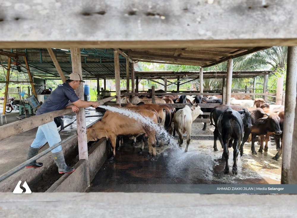 Image from: Kos tinggi dan urusan permit perlahan, penternak lembu korban desak pendigitalan