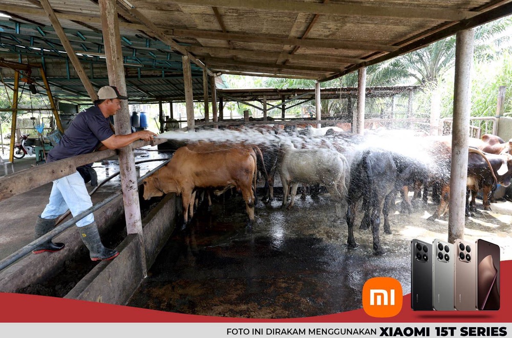 Image from: Pengorbanan penternak lembu