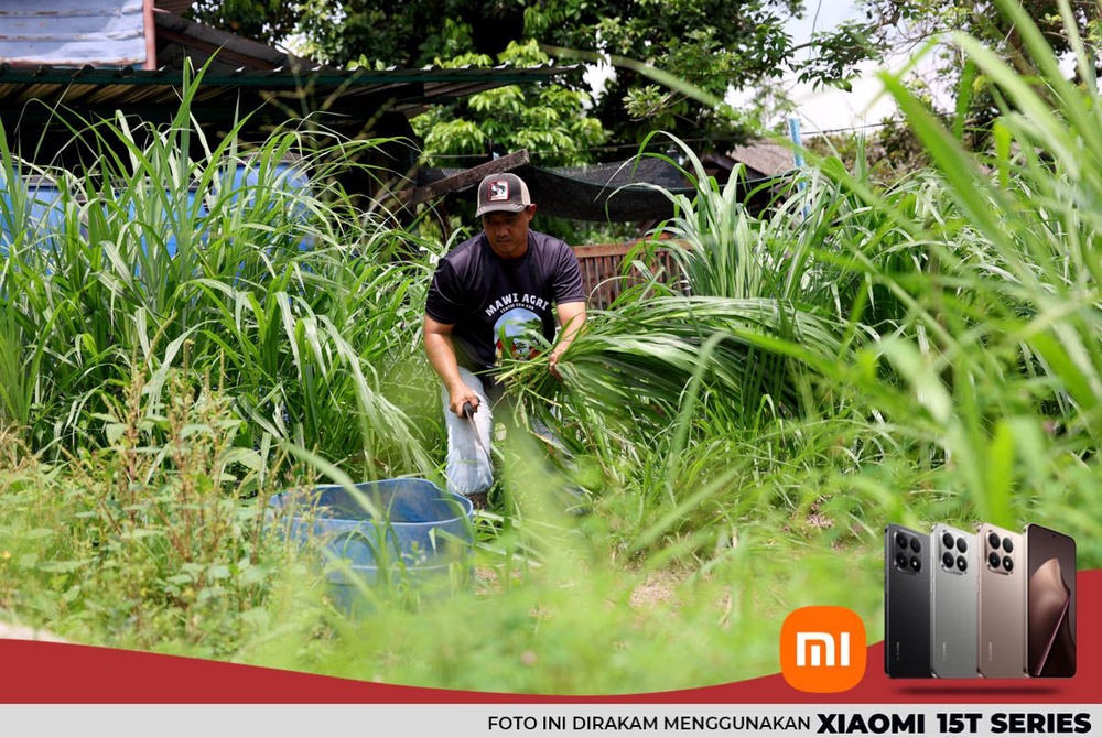 Image from: Pengorbanan penternak lembu