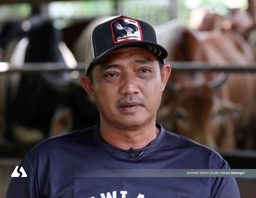Image from: Harga makanan ternakan naik, jualan lembu korban di Kuala Langat merosot 30 peratus