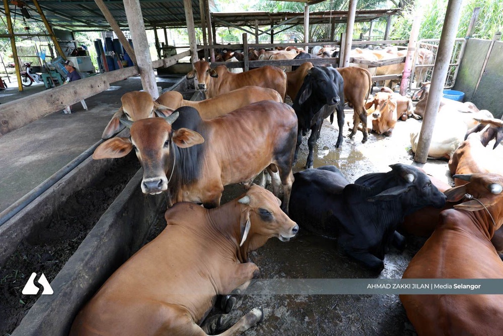 Image from: Harga makanan ternakan naik, jualan lembu korban di Kuala Langat merosot 30 peratus