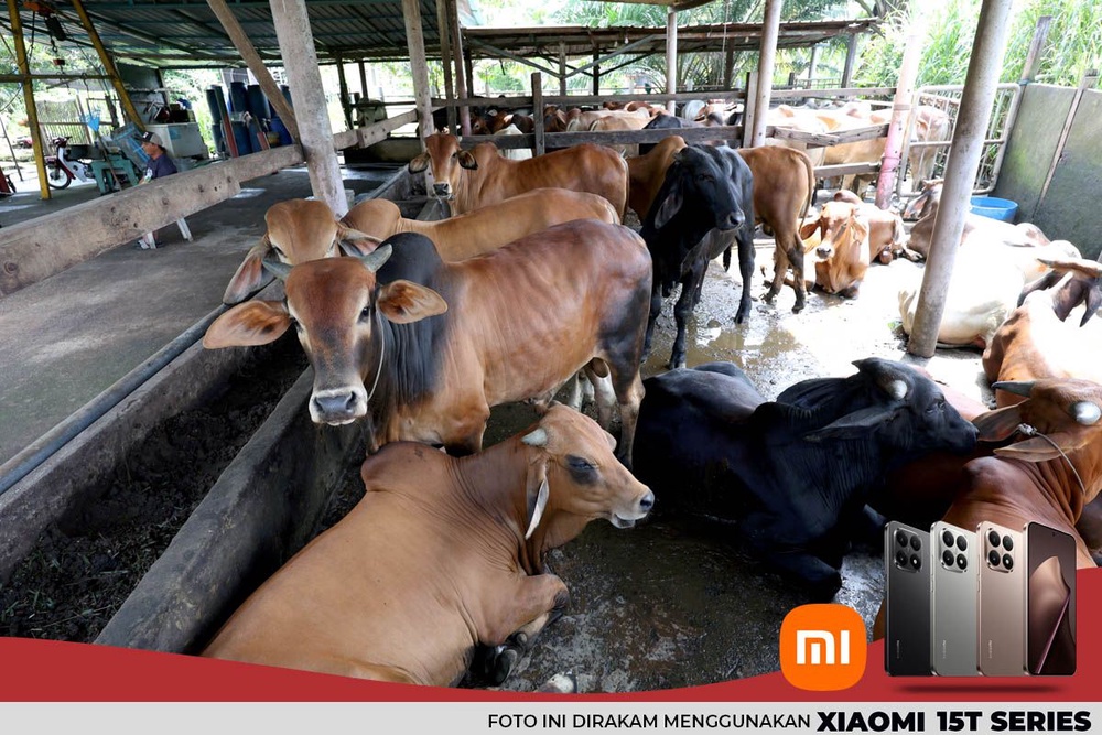 Image from: Pengorbanan penternak lembu