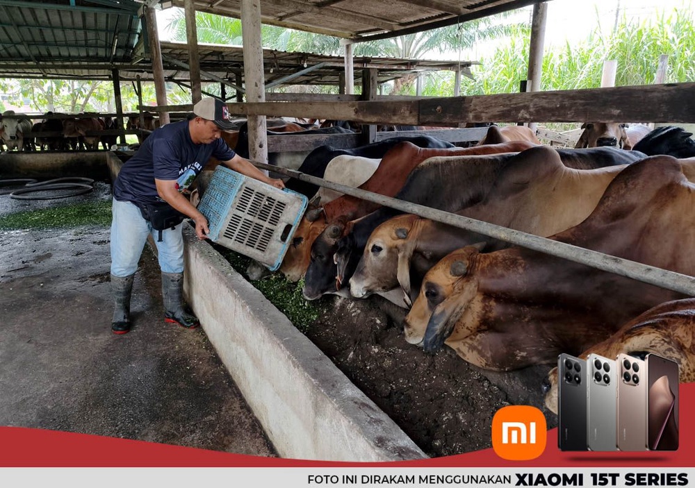 Image from: Pengorbanan penternak lembu