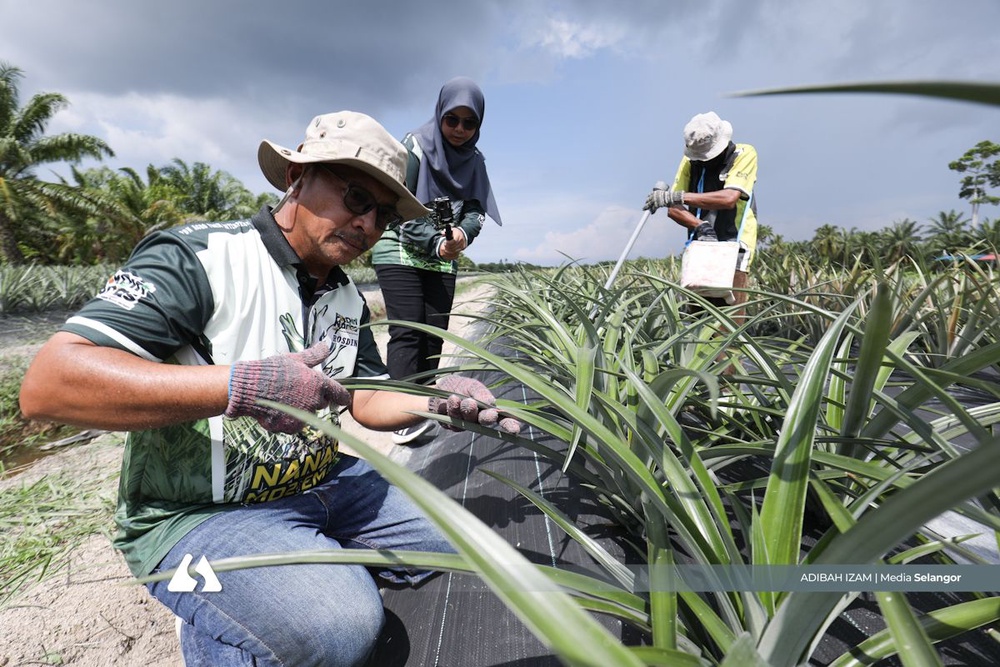 Image from: Bangkit lawan kanser tulang, Nurshafiqah sambung legasi PakDin Nanas