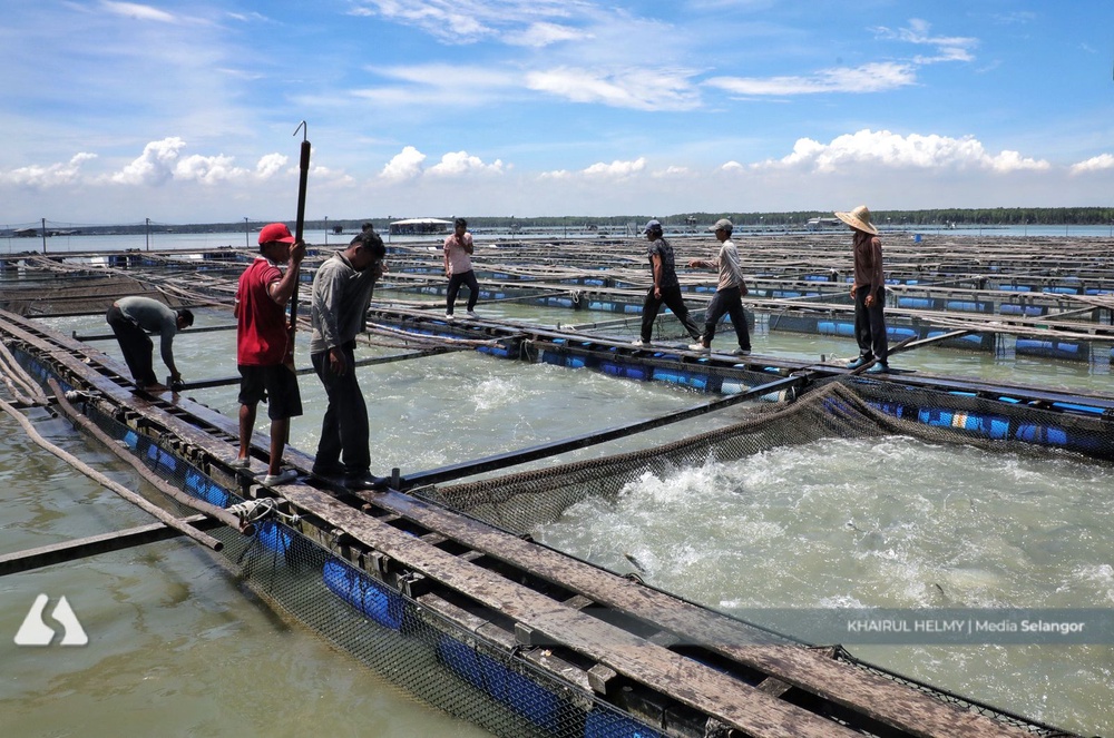 Image from: Nadi kehidupan Pulau Ketam