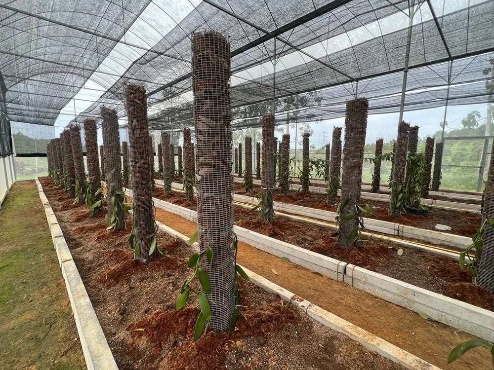 Image from: PKPS perkasa pertanian moden melalui pusat penyelidikan di Selangor Fruit Valley
