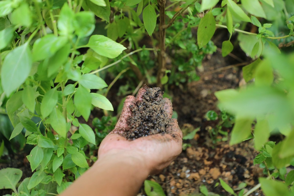 Image from: Pokok mangga tak berbuah, benarkah perlu ditakik?