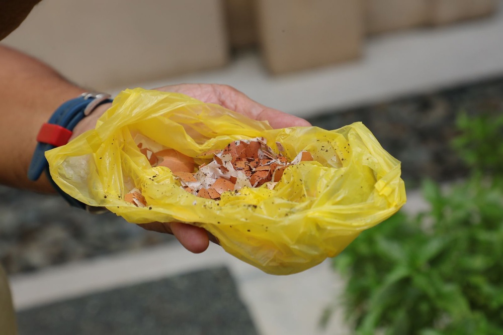 Image from: Pokok mangga tak berbuah, benarkah perlu ditakik?