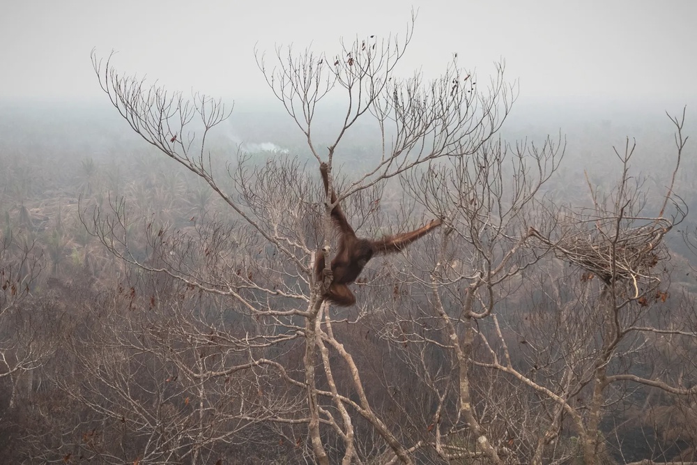 Image from: Wildlife populations have plunged 73 pct since 1970, warns WWF