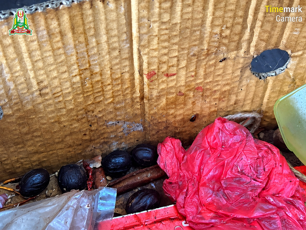 Image from: Dapur penuh lipas, premis makanan di Sungai Choh diarah tutup