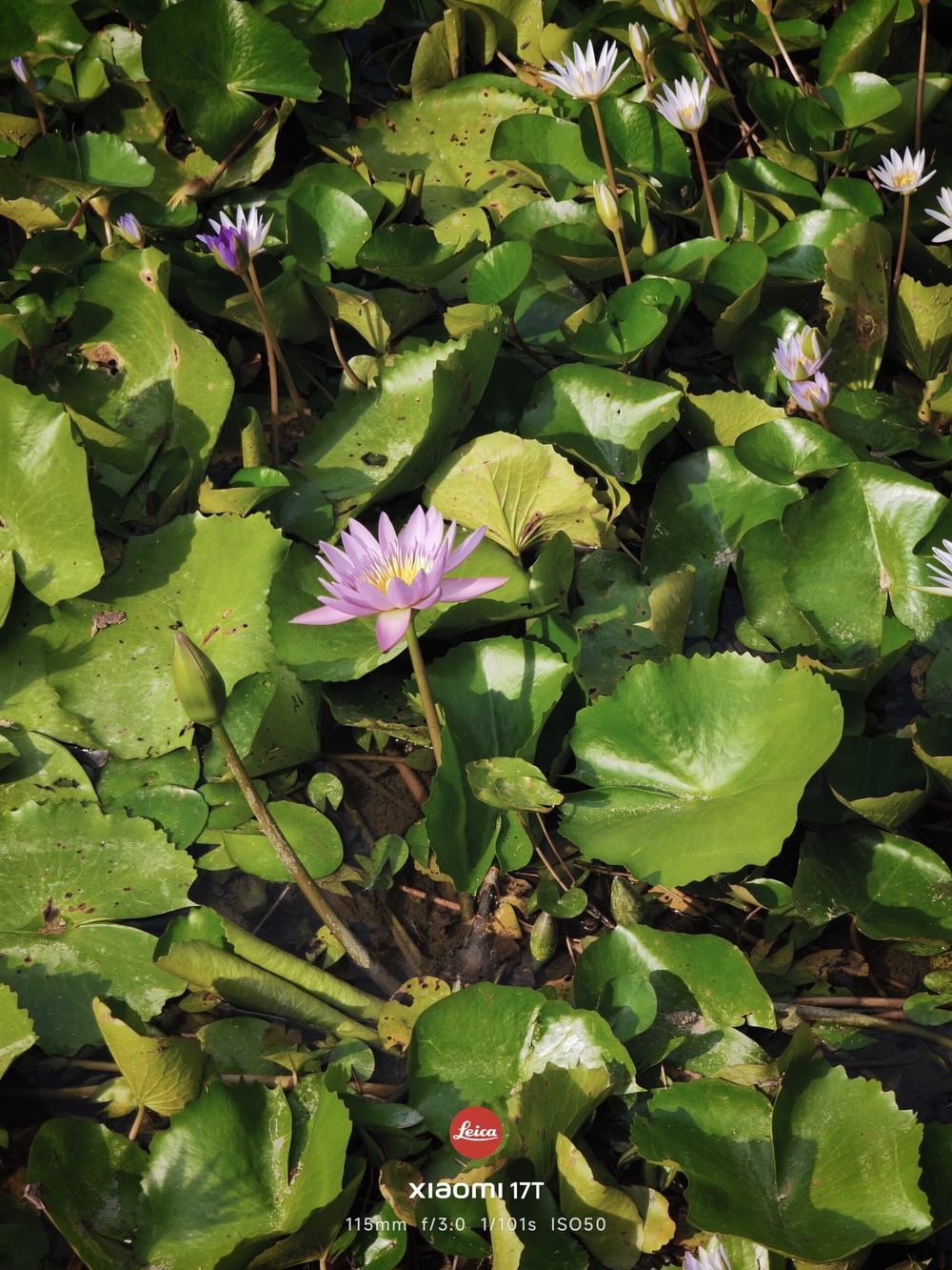 Image from: Xiaomi 17T: What more can you ask for?