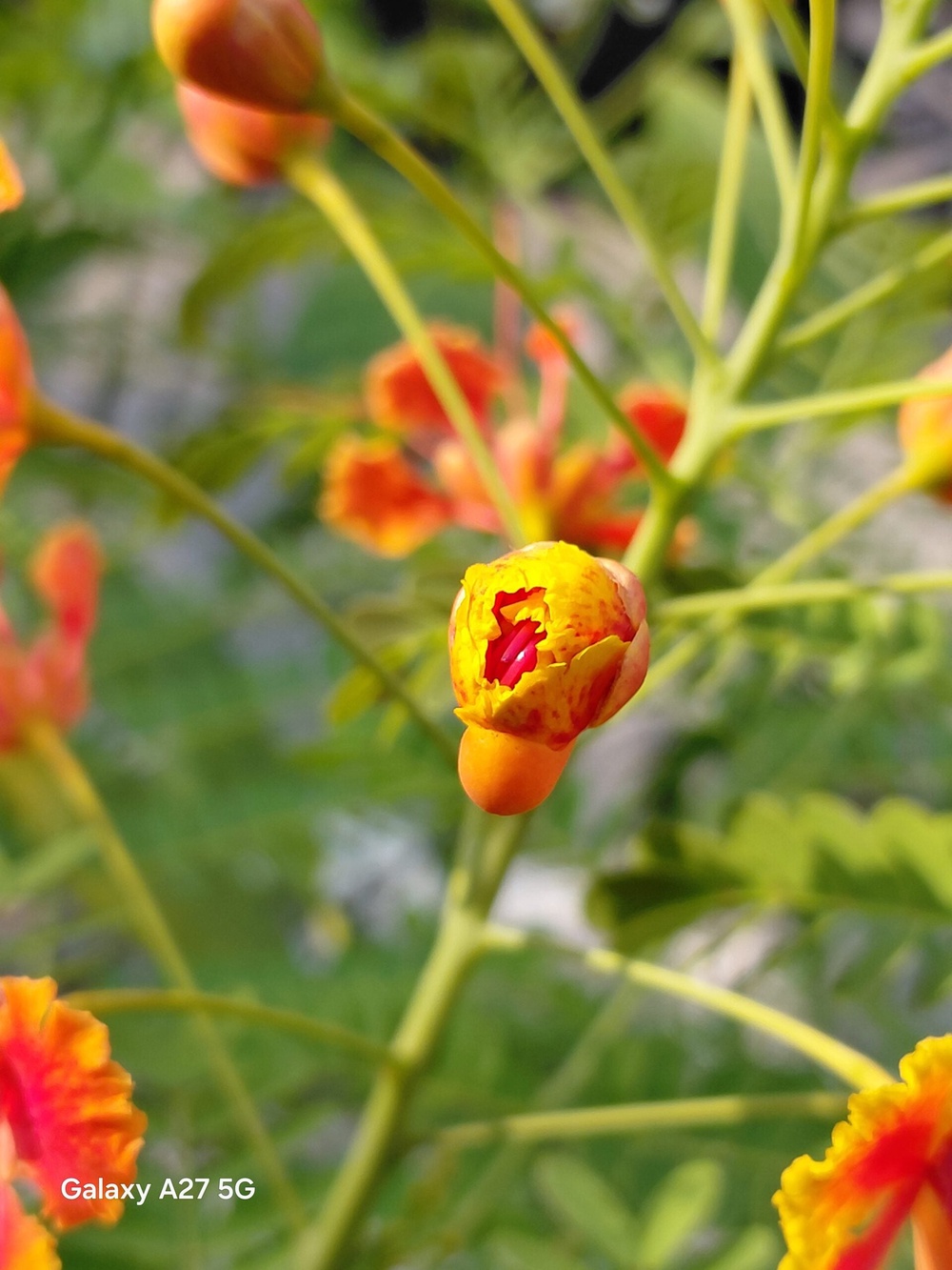 Image from: Samsung Galaxy A27 5G camera showcase: Middling shooters for a midrange smartphone