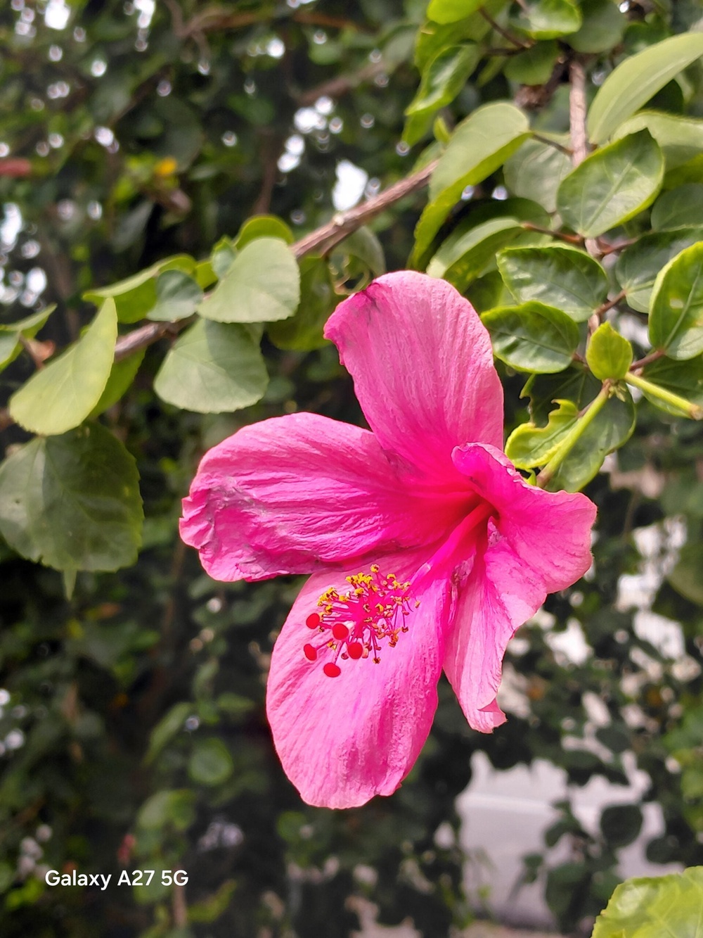 Image from: Samsung Galaxy A27 5G camera showcase: Middling shooters for a midrange smartphone