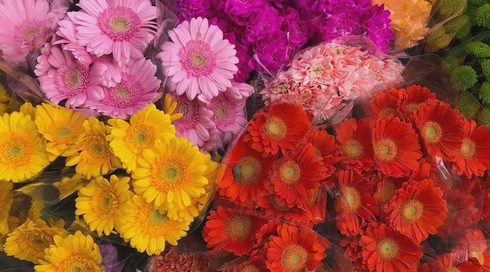 Floristika wholesale florist Bangsar Kuala Lumpur fresh cut flowers