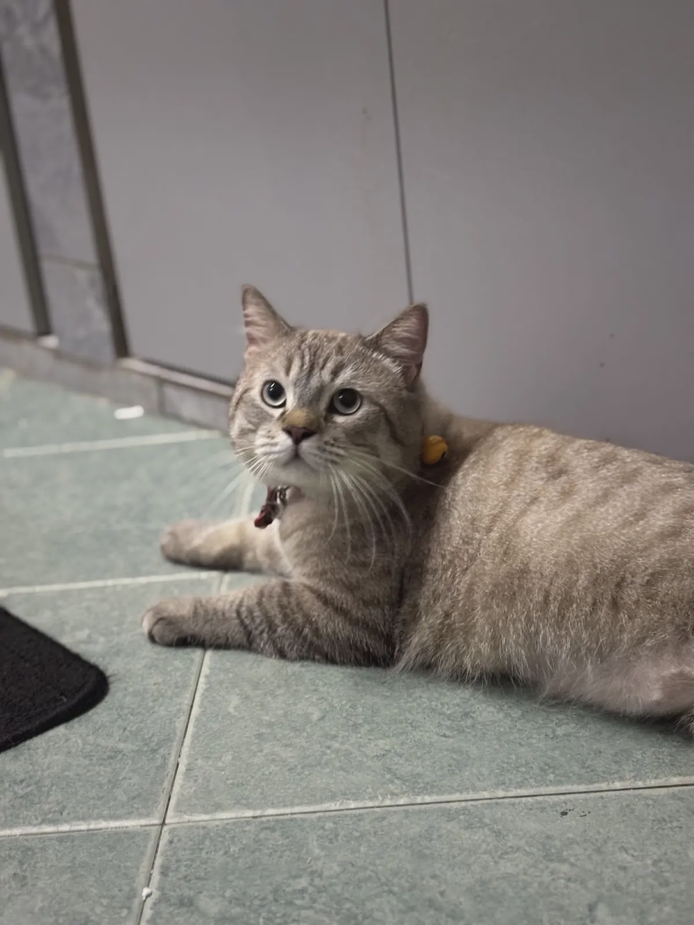 Catzonia Johor cat grooming Royal Splash Mount Austin Johor Bahru