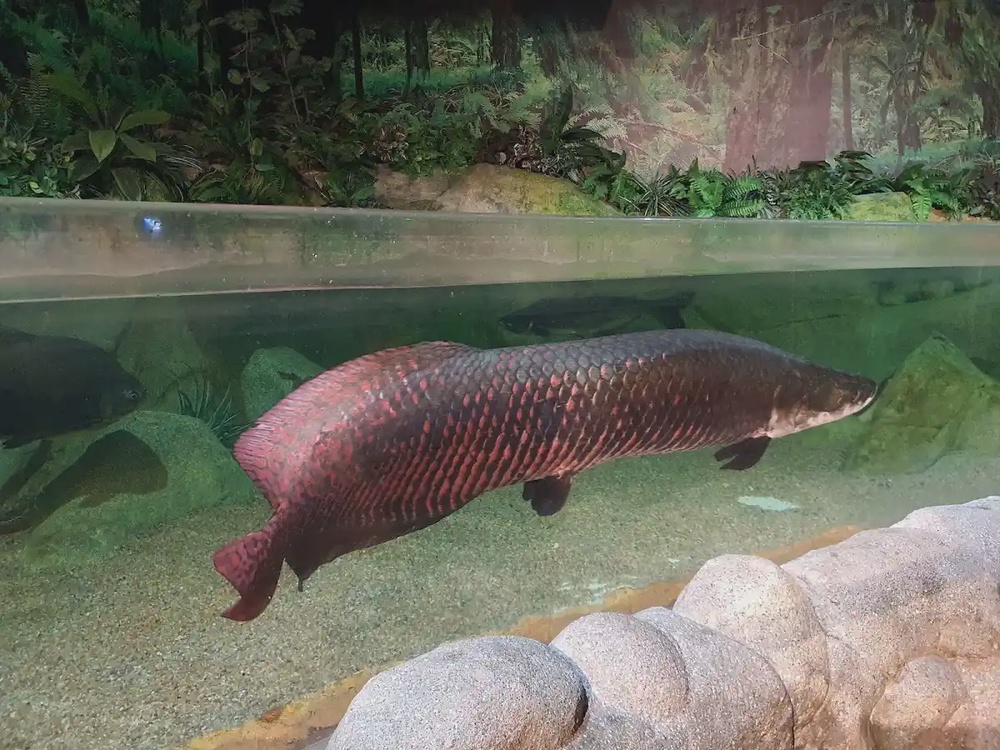 The Top Boutique Aquarium Komtar George Town Penang indoor tank