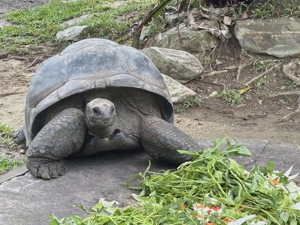 Zoo Negara Malaysia aquarium and reptile section Ampang Kuala Lumpur