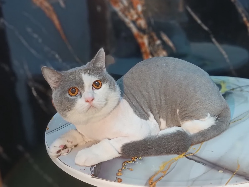 Da'One Cats House and Cats Spa grooming Taman Damansara Aliff Johor Bahru