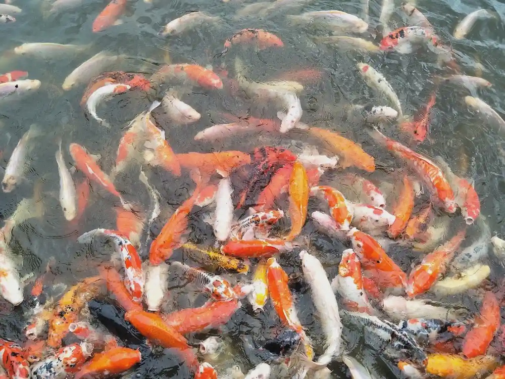 Farm In The City koi ponds and aquatic exhibits Seri Kembangan Selangor