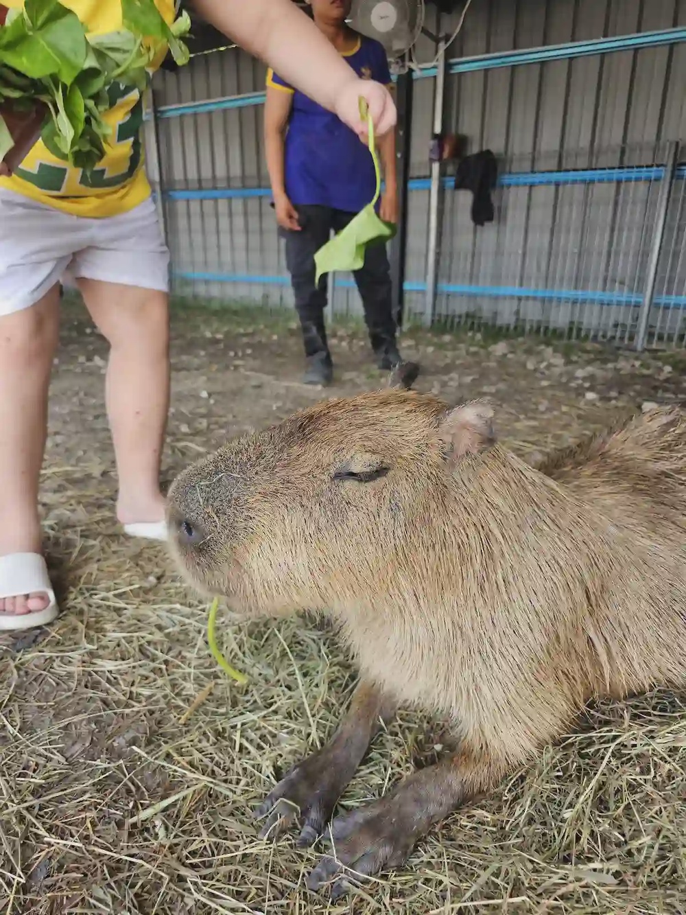 Capyba Pet Farm Taman Sutera Utama Skudai Johor Bahru