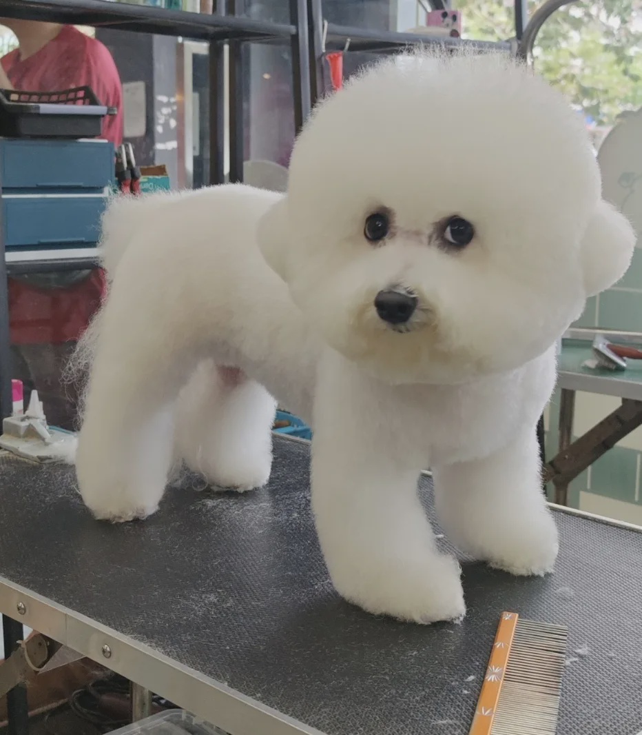 Dept Pet Grooming House salon Taman Usahawan Kepong KL