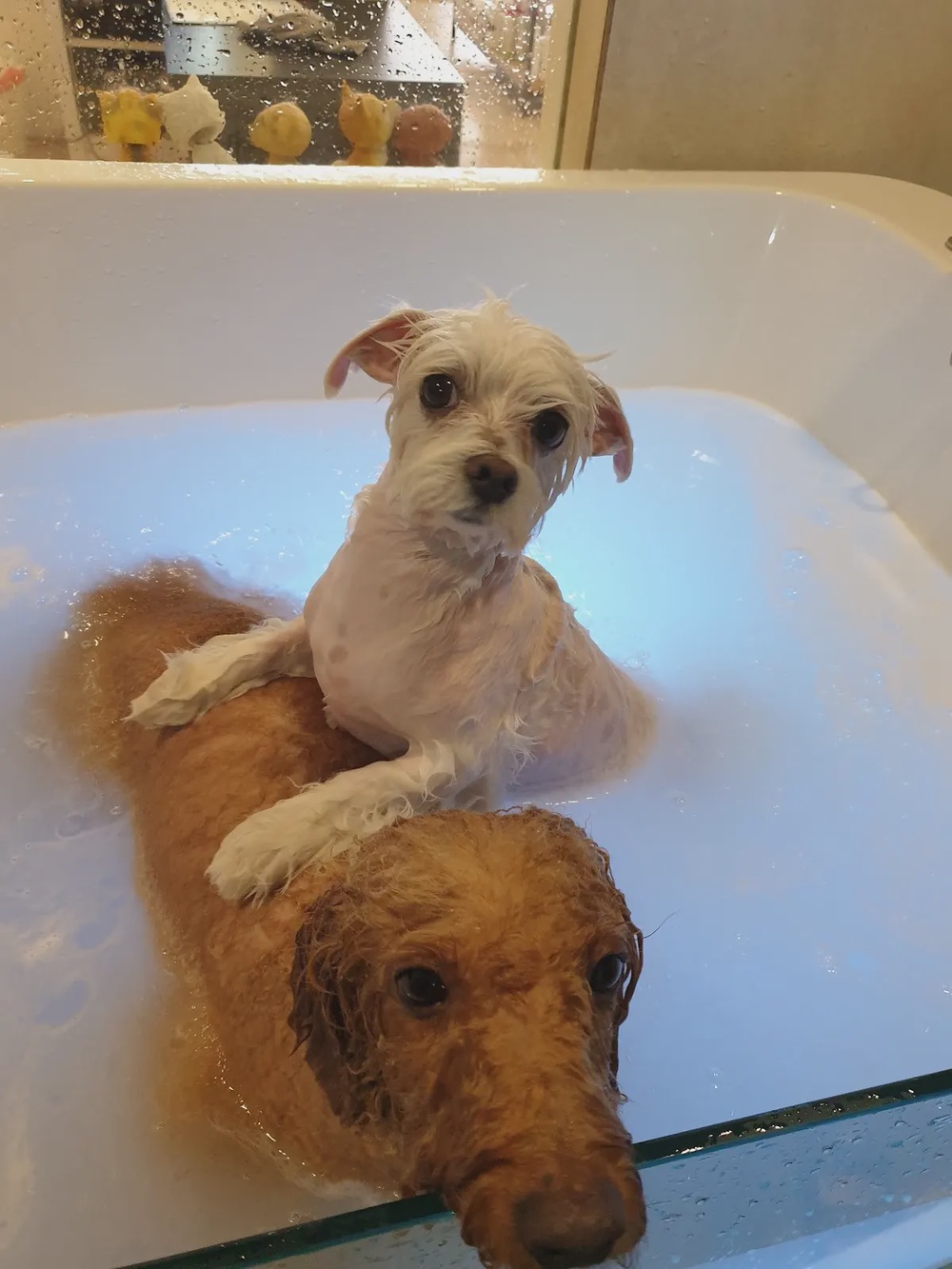 PAWS Taman Molek dog grooming salon and pet retail Johor Bahru