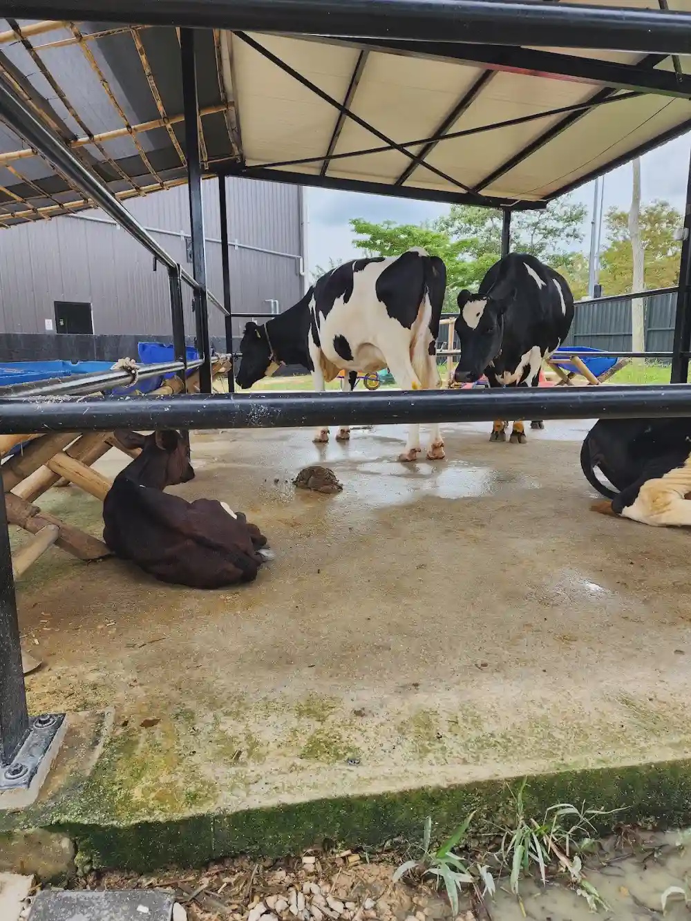 Ladang X Sunway Iskandar Puteri Johor urban farm animals