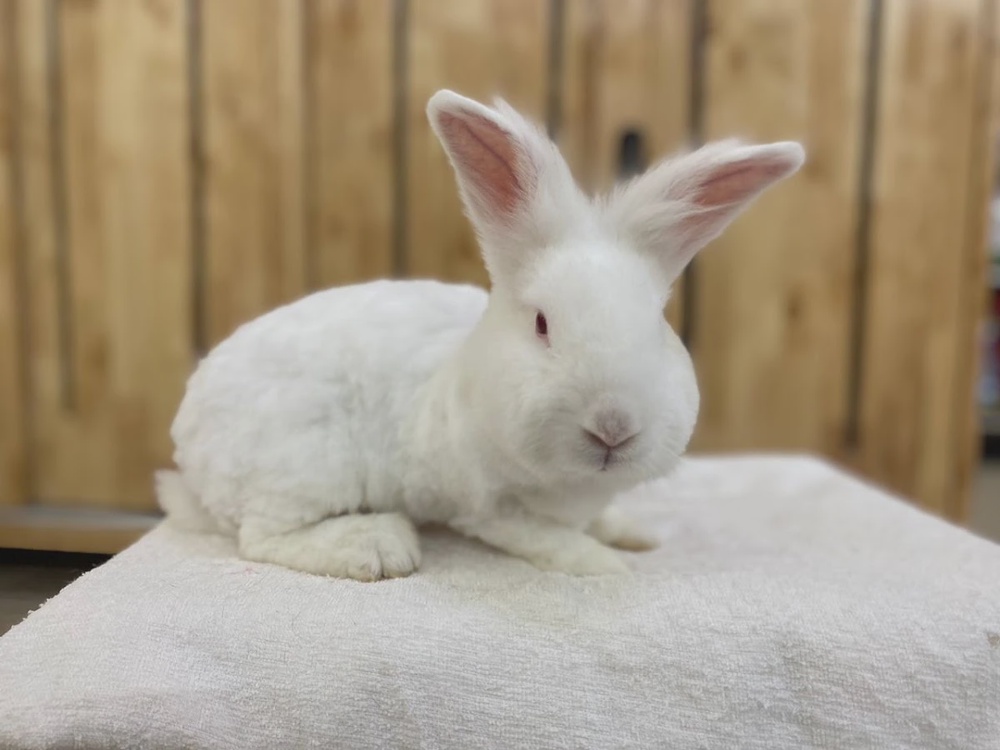 J Jay Pet Station grooming Kota Damansara Petaling Jaya