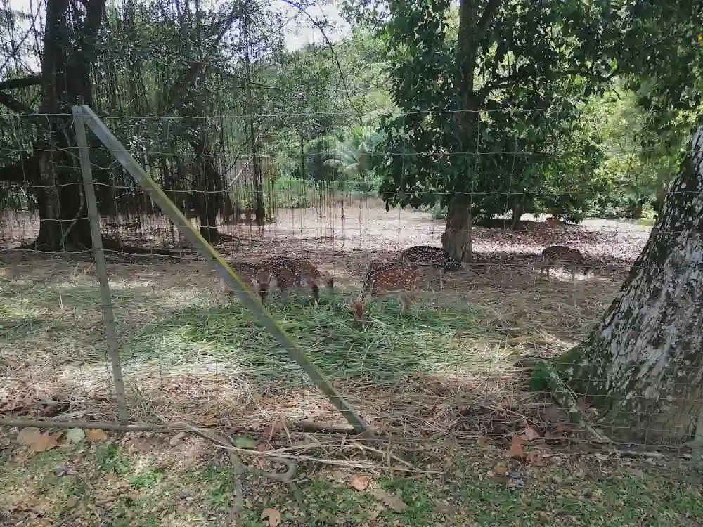 UTM Deer Park Skudai Johor Bahru deer feeding