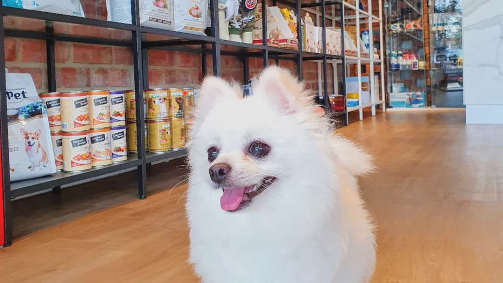 Pet Integrity grooming and Ayurveda spa Taman Maju Jaya Johor Bahru