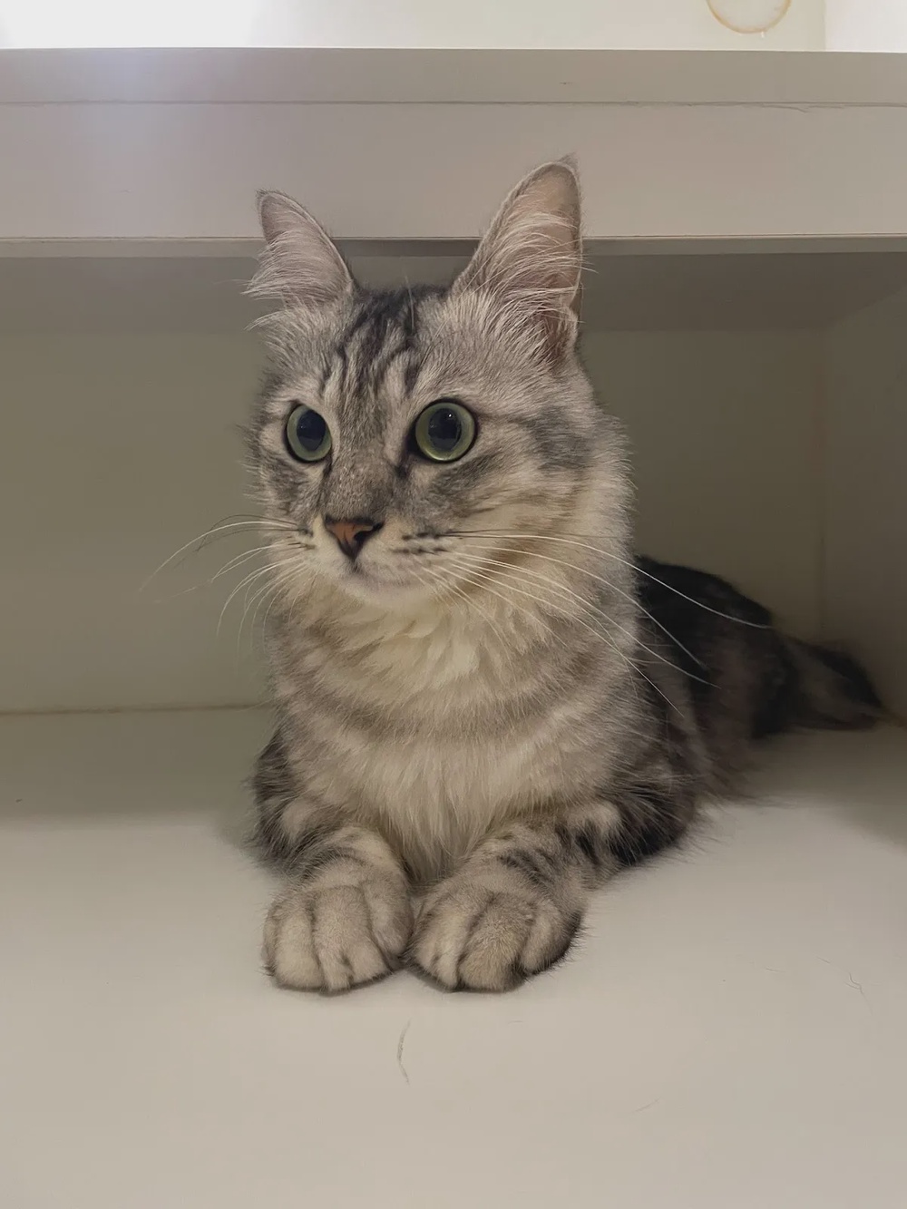 FURRYTEL cat hotel and grooming Wangsa Maju Kuala Lumpur