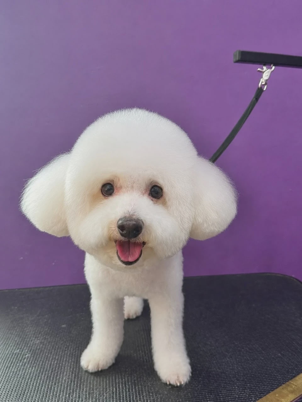 Godma's Healing Pet Grooming Ayurvedic spa Taman Adda Johor Bahru